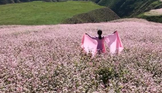 “清爽榆林”—定边县农业产业高质量发展大会暨  第七届红花荞麦文化旅游节开幕